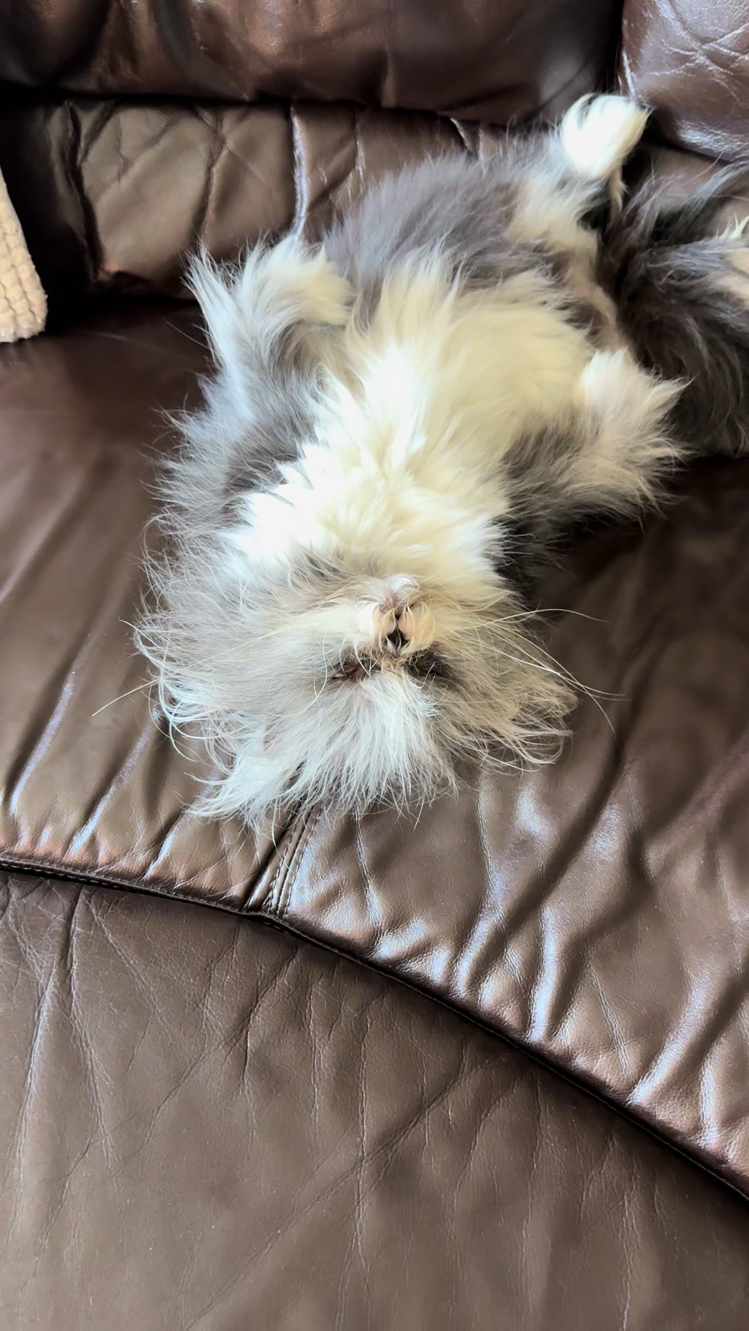 @atchoumthecat