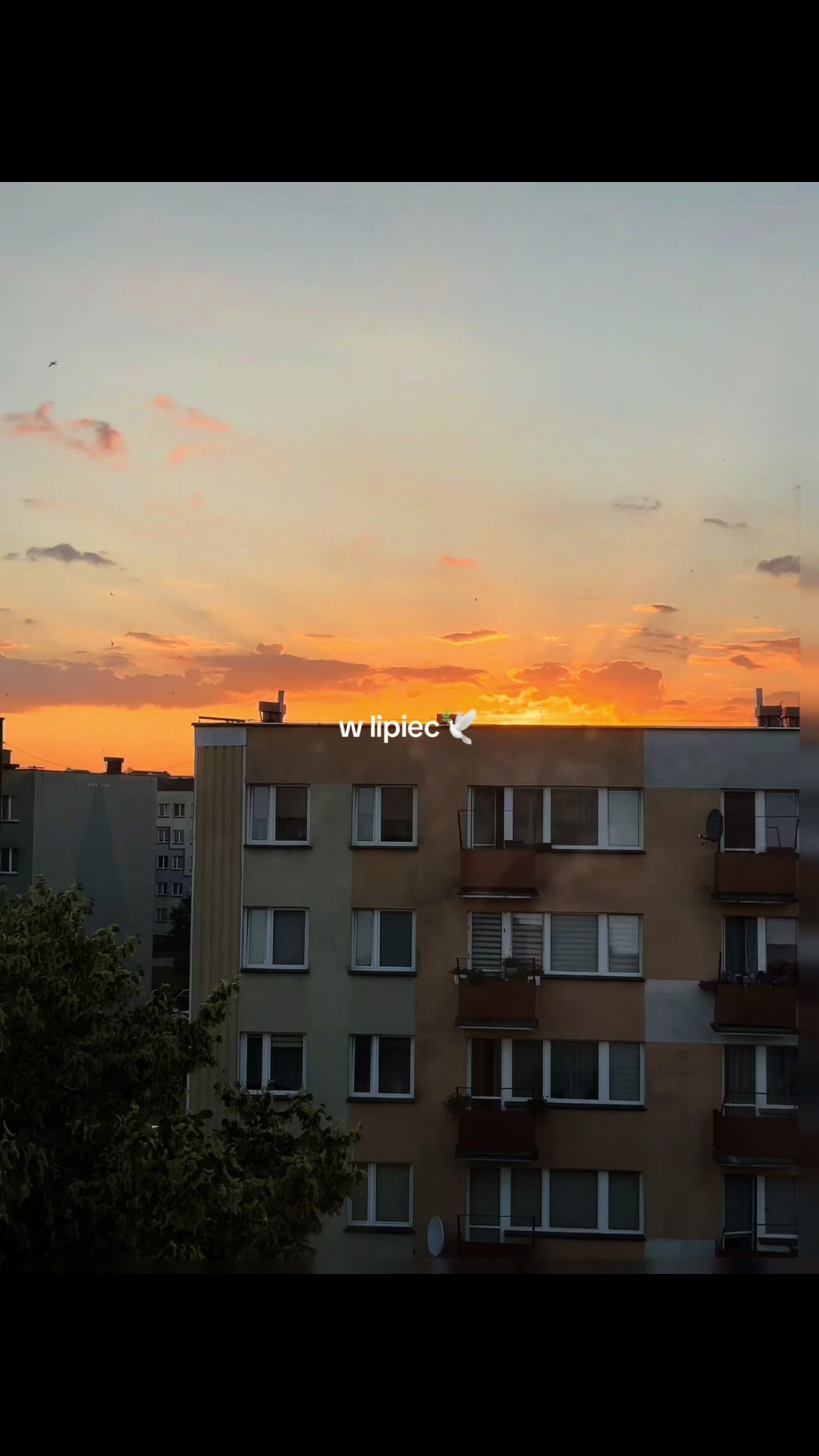 @🕊️