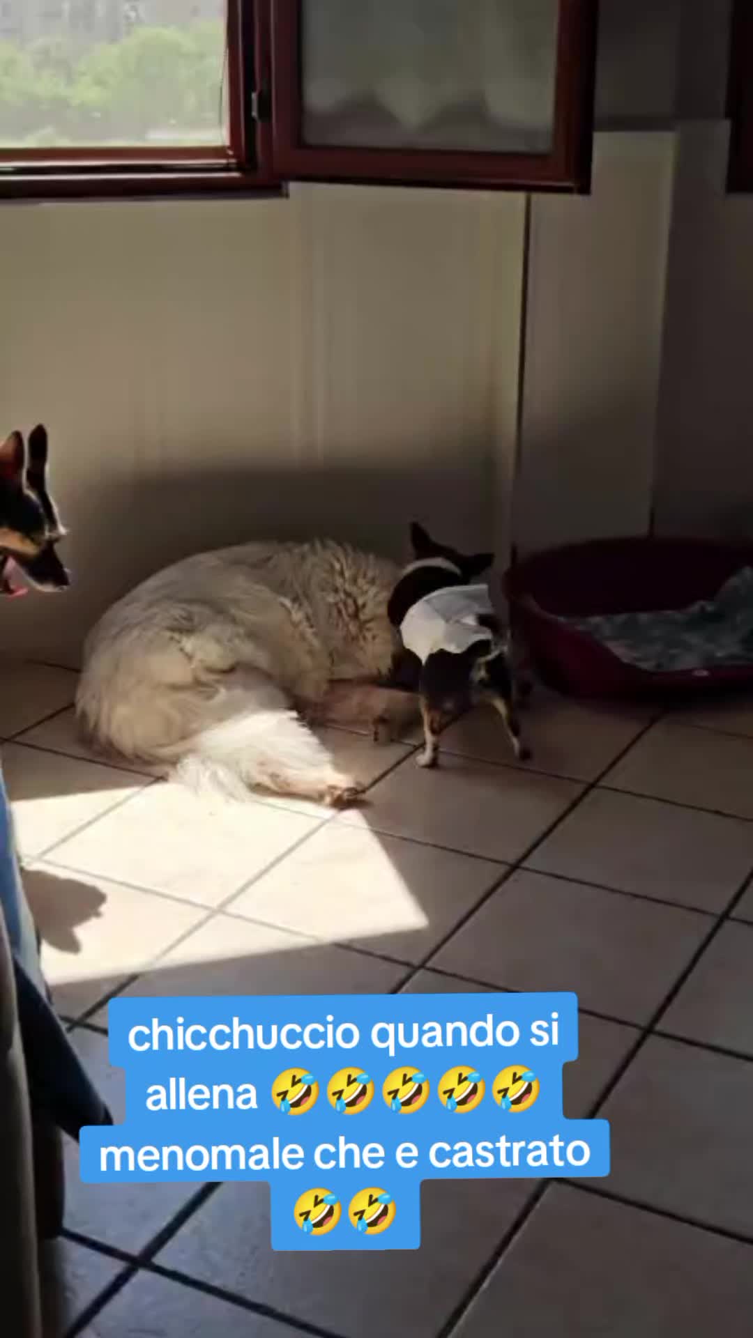 @Ciro Pelliccio