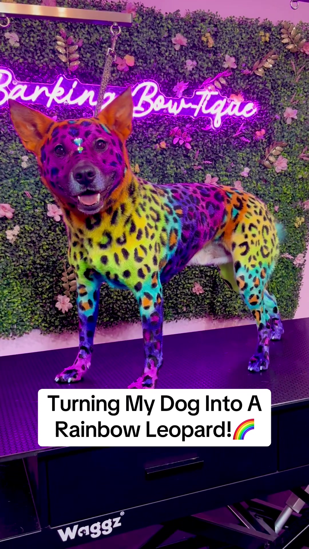 @ThatRainbowCat🌈
