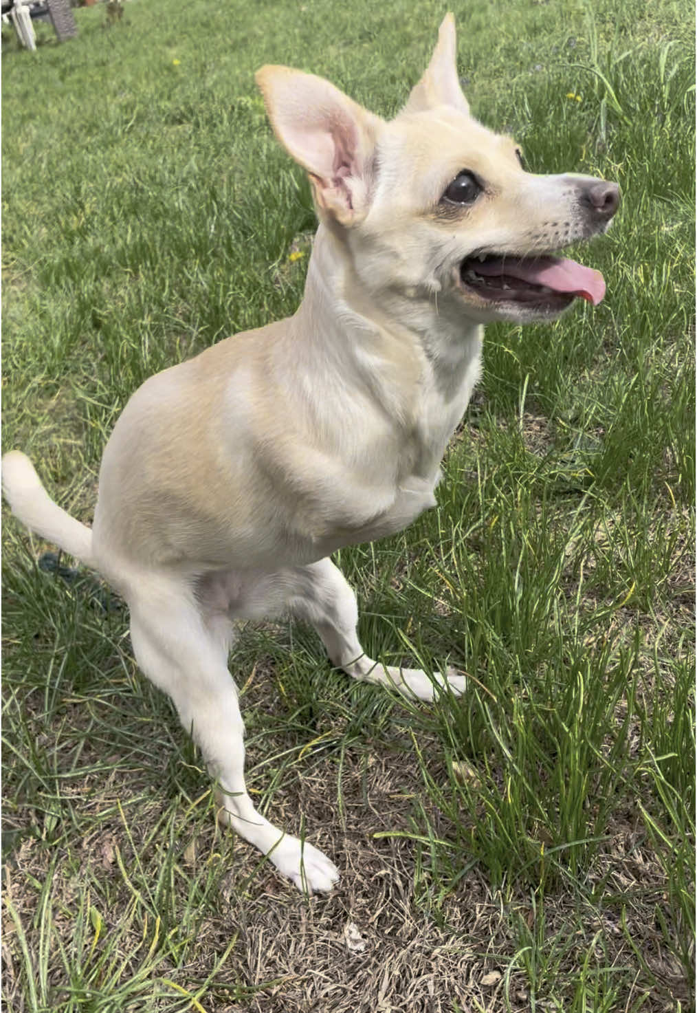 @2legdogs