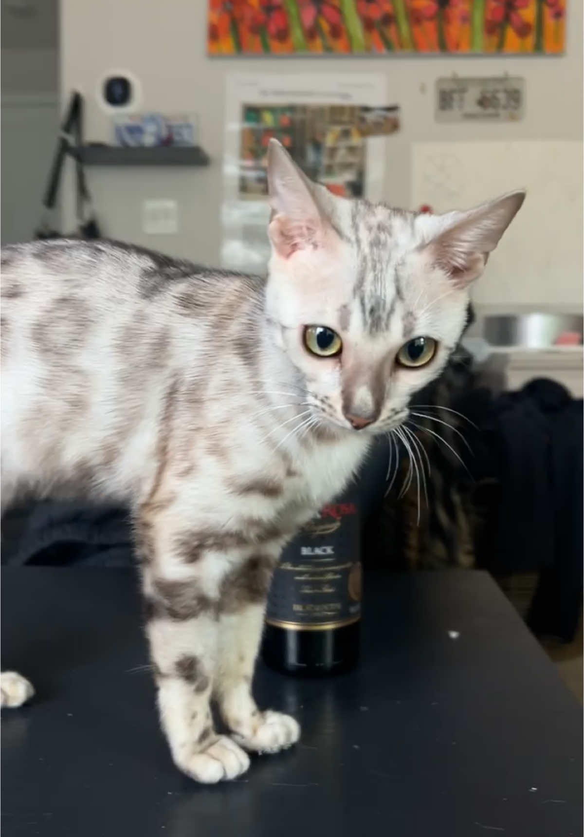 @Sagethebengal