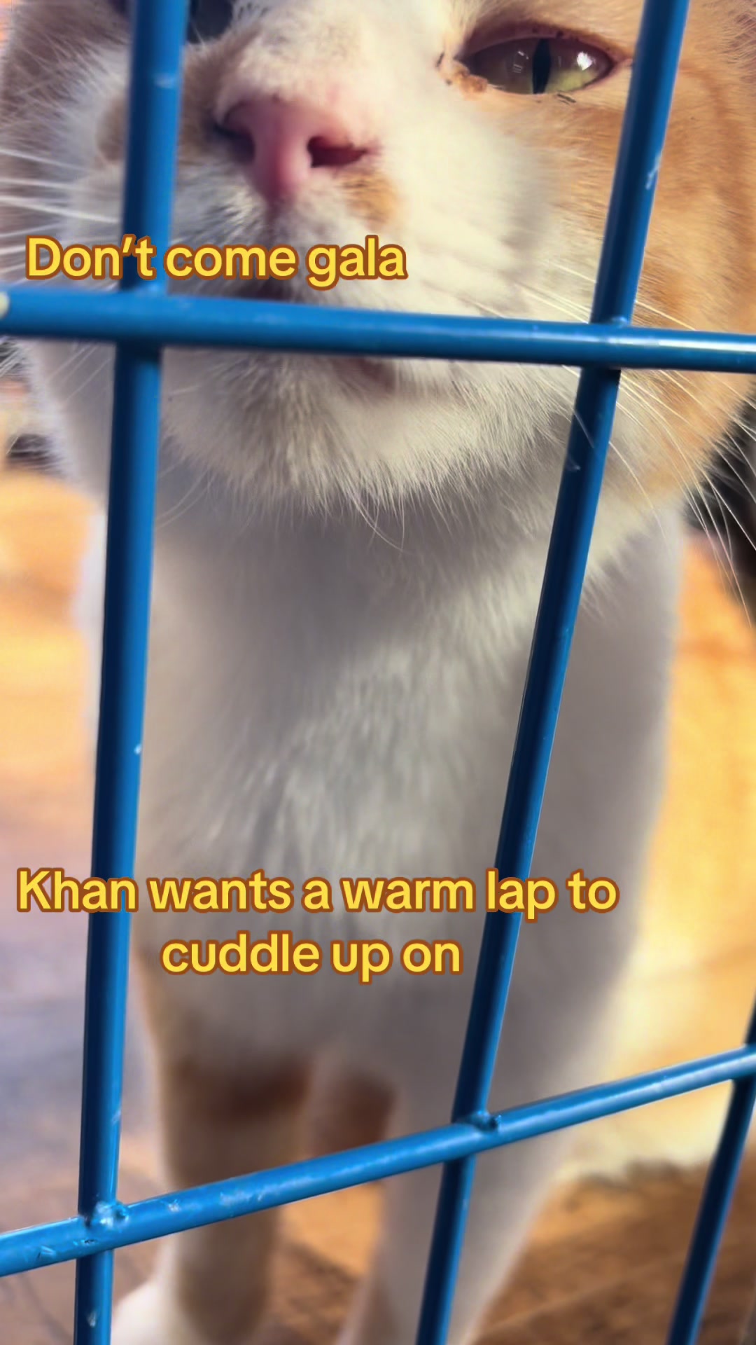 @Kovu&rsquo;s Kitties
