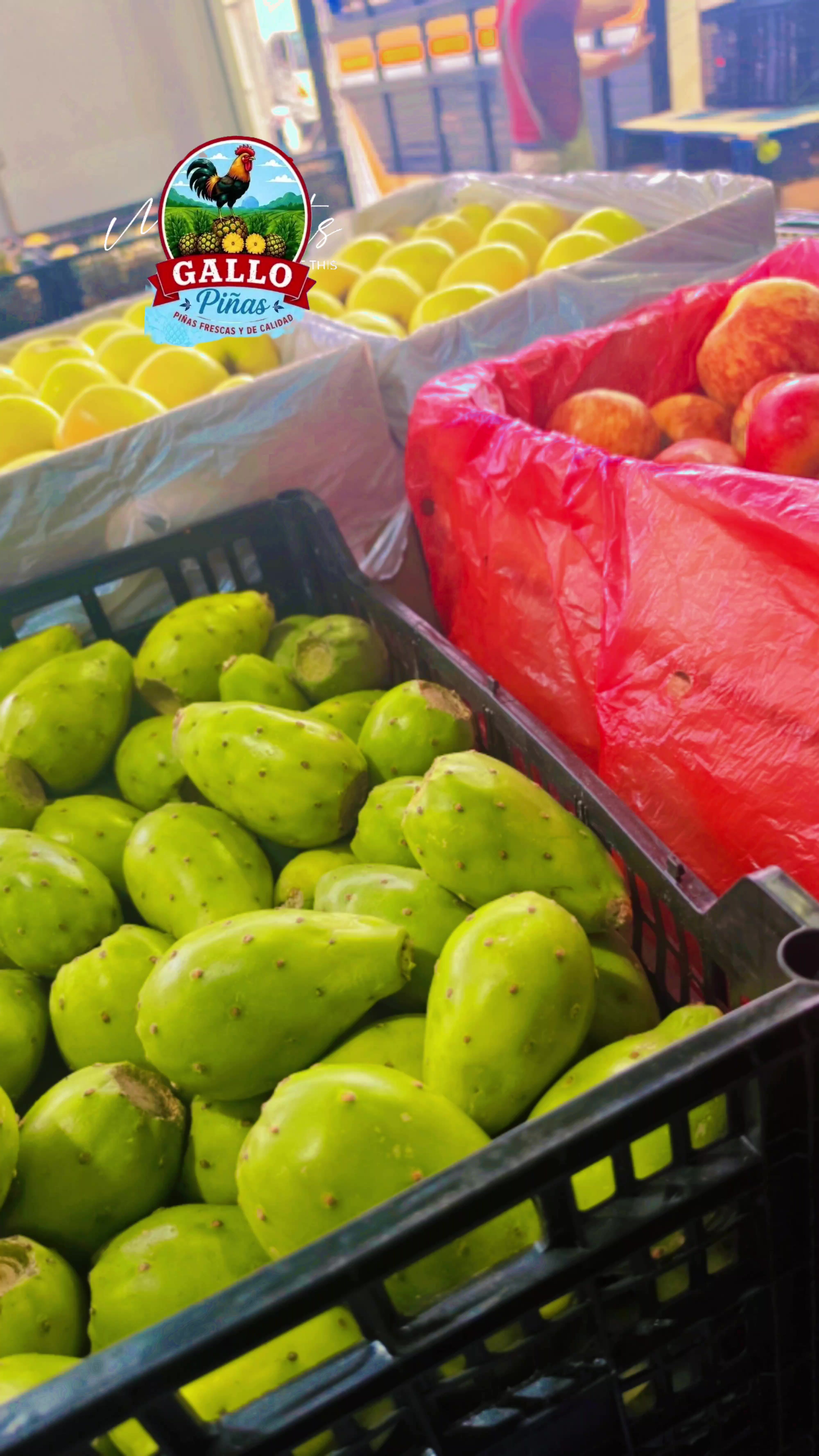 @Elgallocebollas🐓🧅🍍🍉