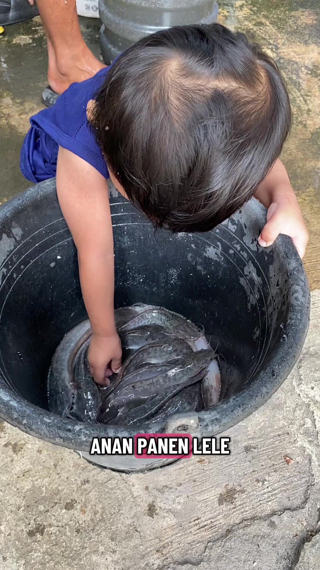 @Piara ikan di galon