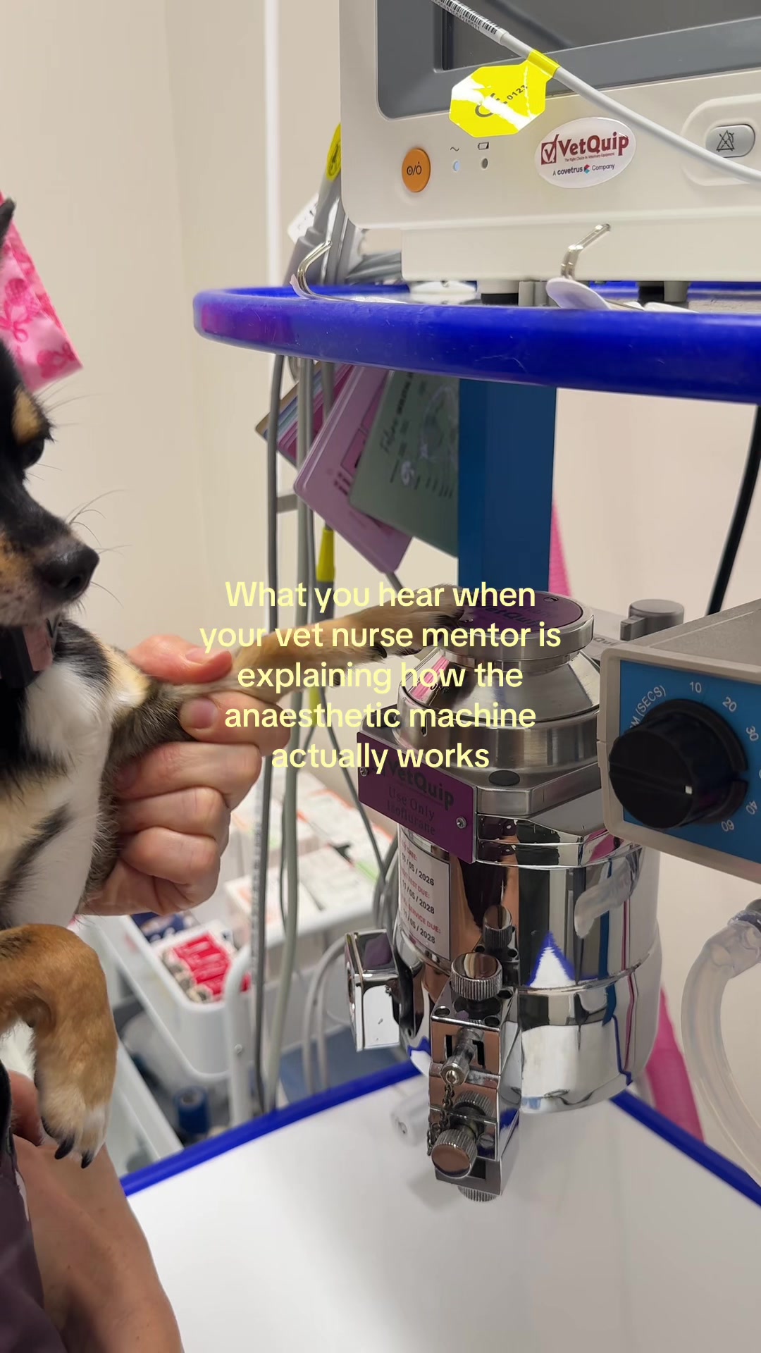 @Tess the Vet Nurse