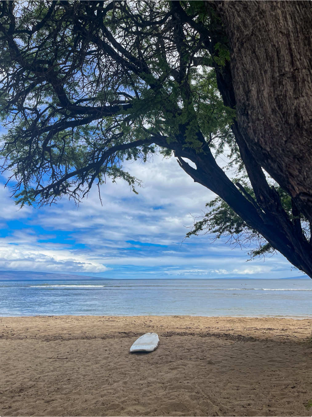 @TAY 𖤓 MAUI PHOTOGRAPHER