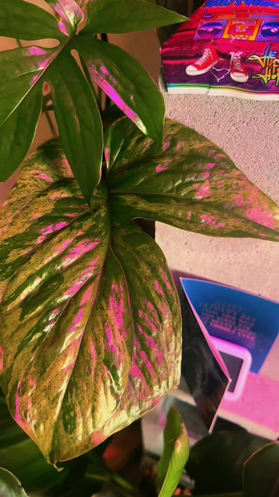 @Plant Deco ATL