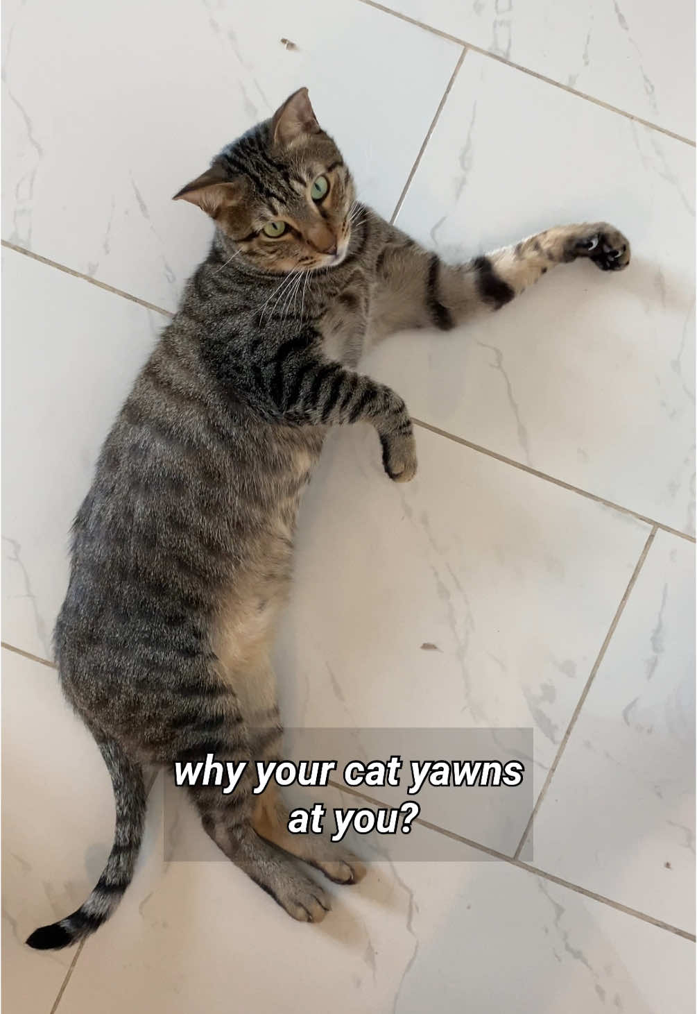 @Cat Tigrous