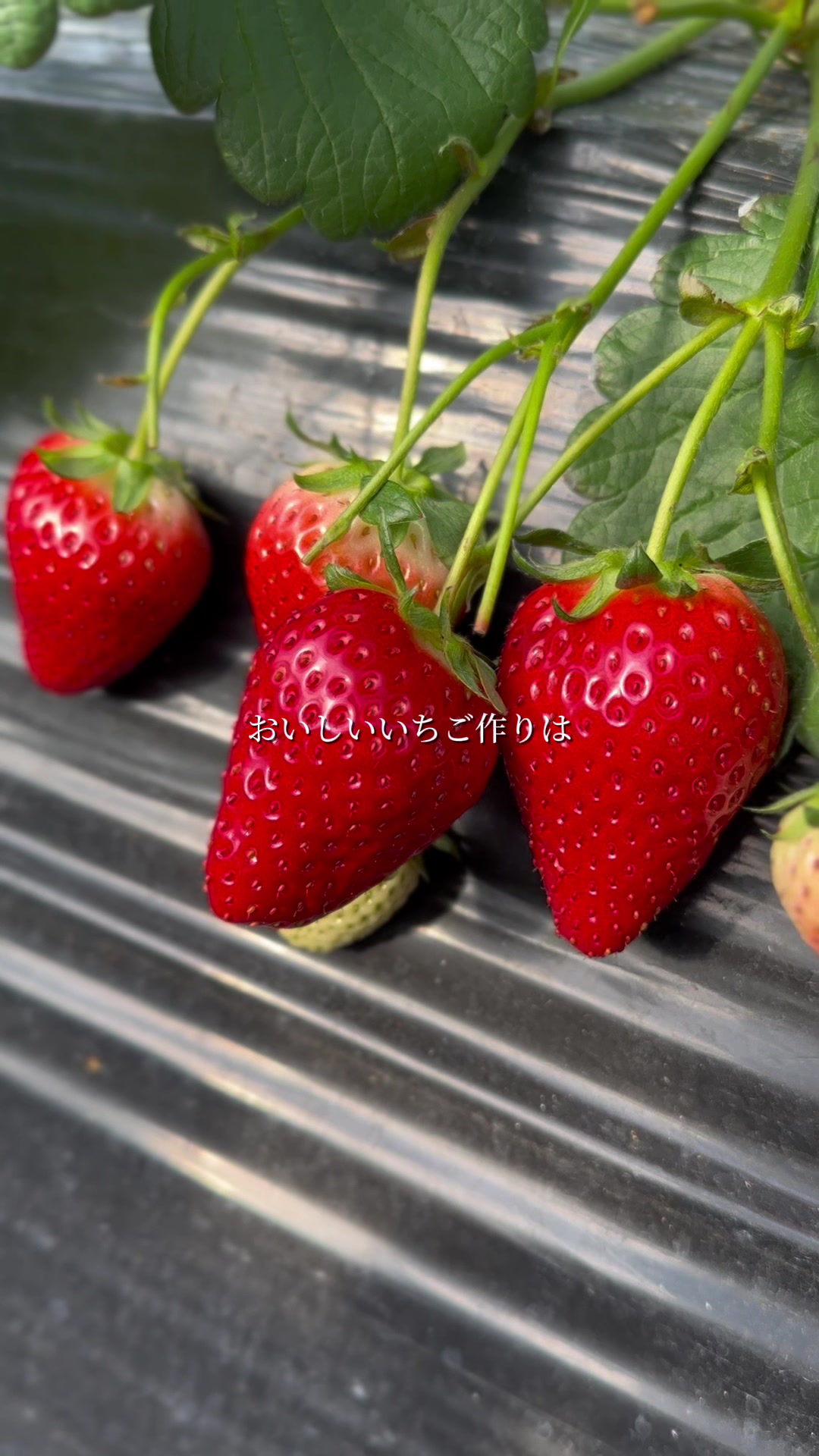 @森木農園