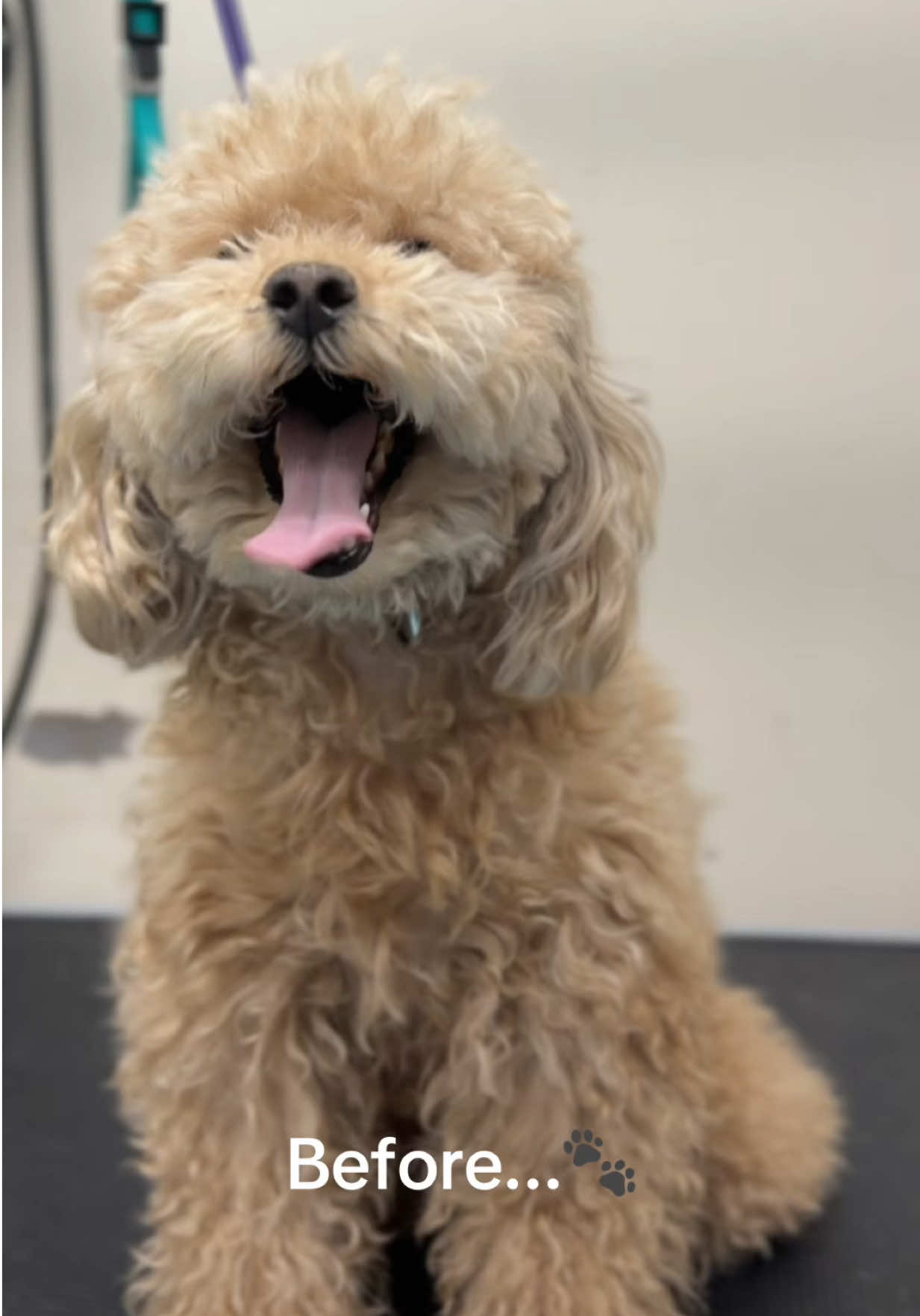 @Biscuits & Bath | Dog Retreat