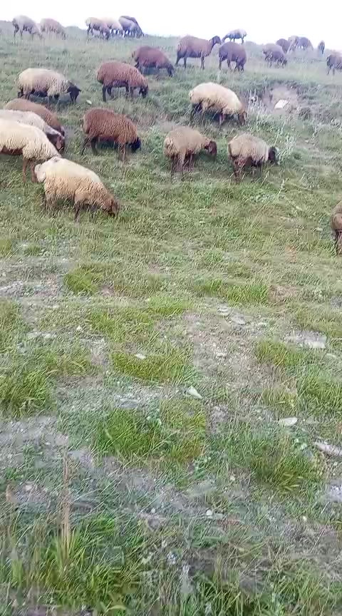 @Füzuli səfərov