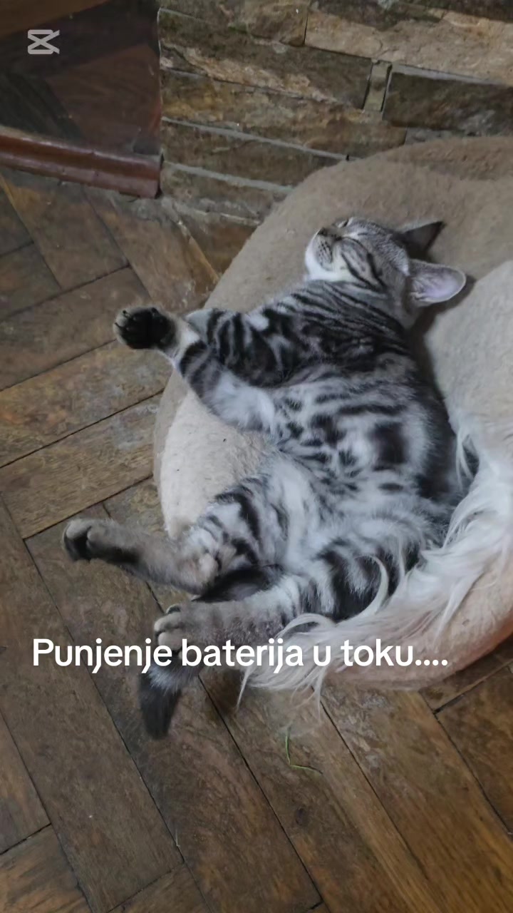 @Britanske Kratkodlake mačke