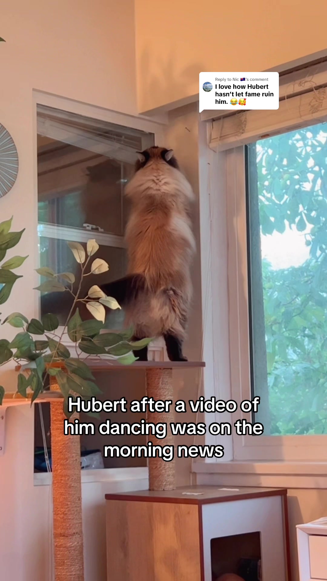 @My Cat Is People 🇨🇦