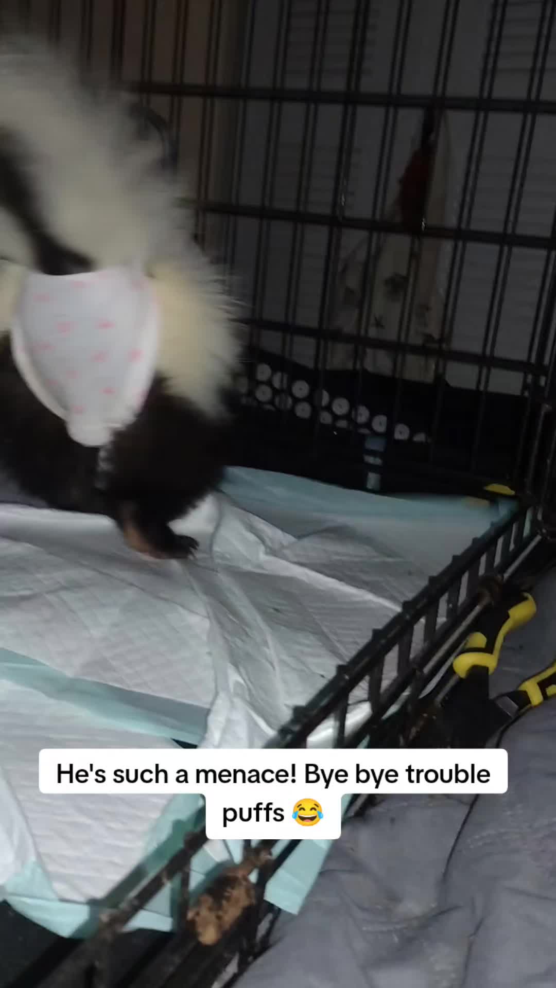 @Pet Skunk Advocates and Rescue