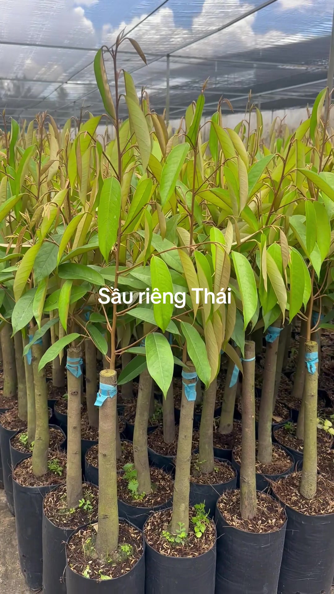 @Hùng Chương STCG Welofarm