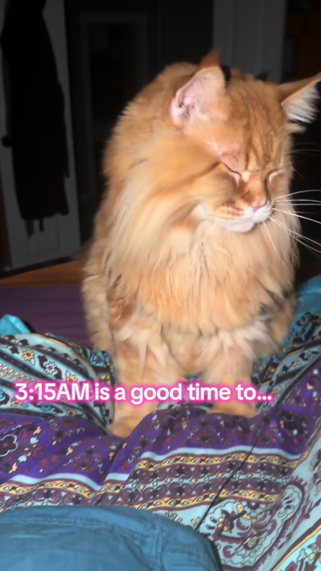 @Theodore Scritches McWiggles