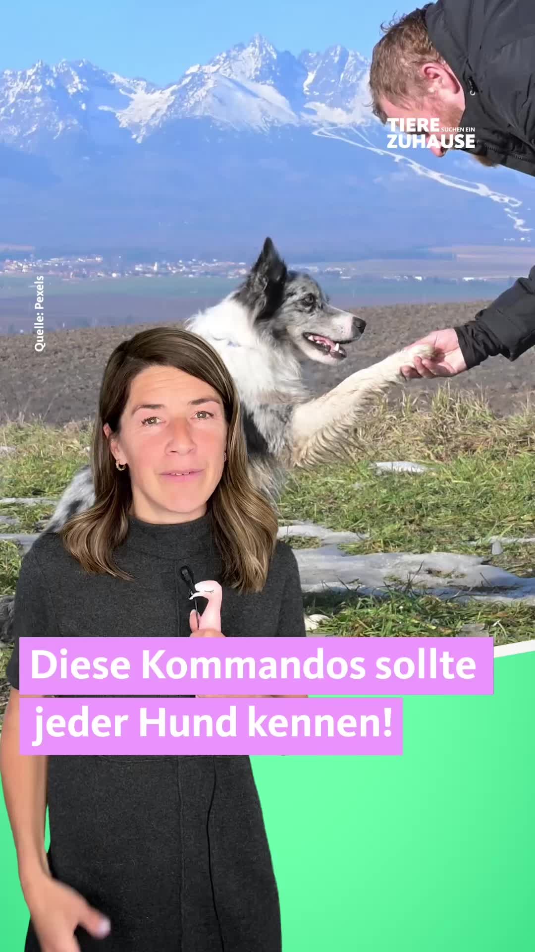 @Tiere suchen ein Zuhause