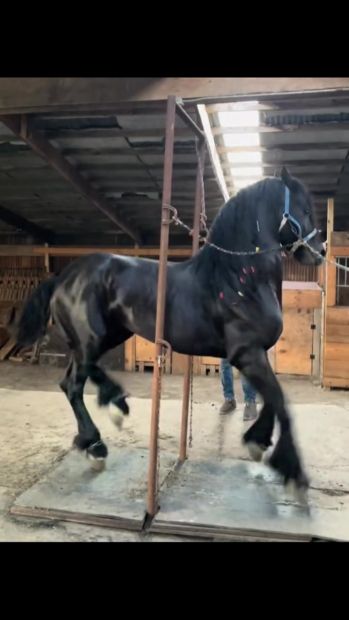 @ganader&iacute;a🐮 y caballo🐴☠️