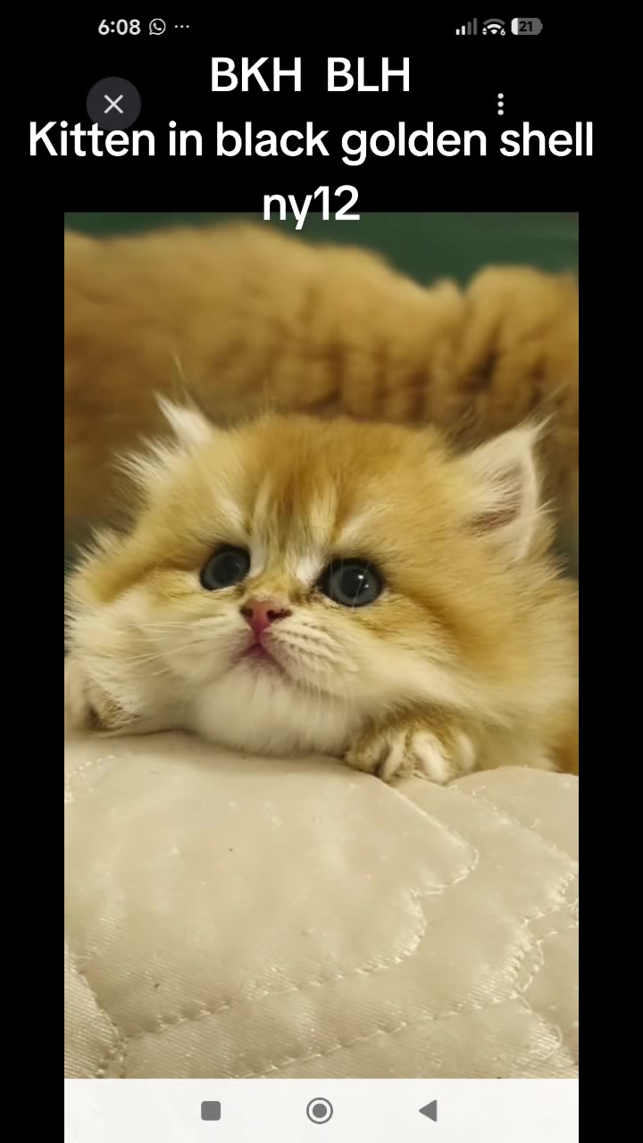 @аристократ