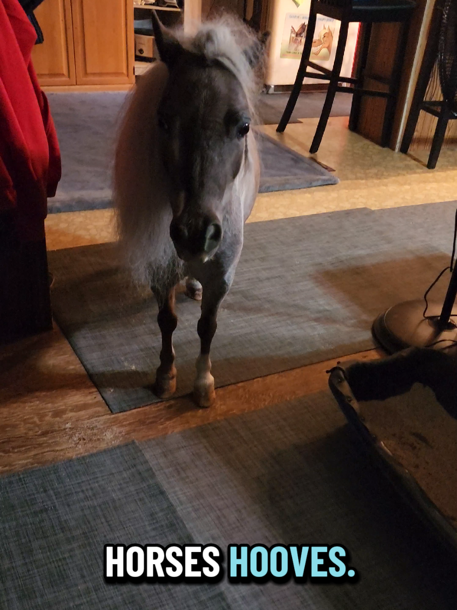 @minihorsemomandtrainer🐴🐴🐴🐴