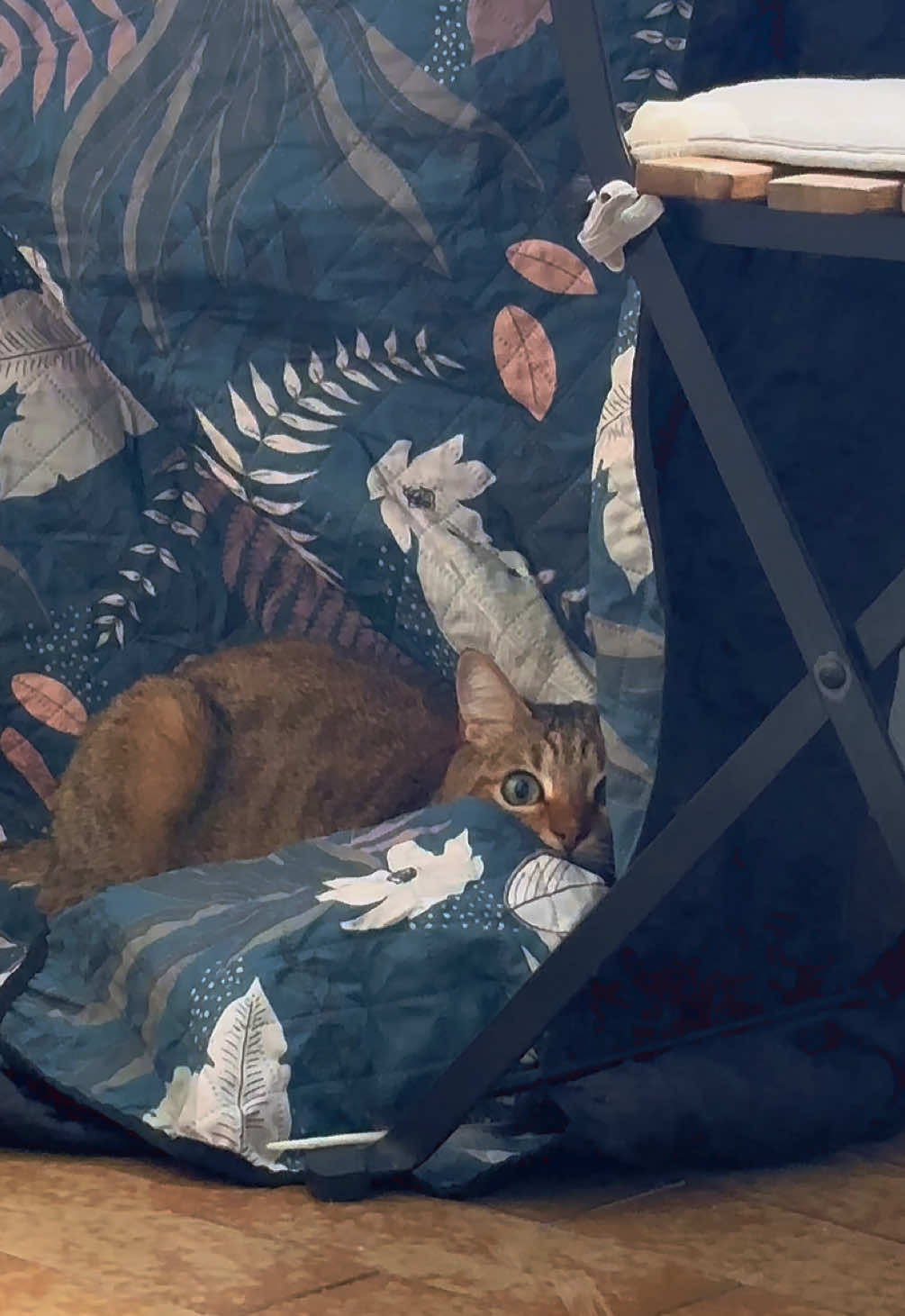 @Life with Kokoro the cat