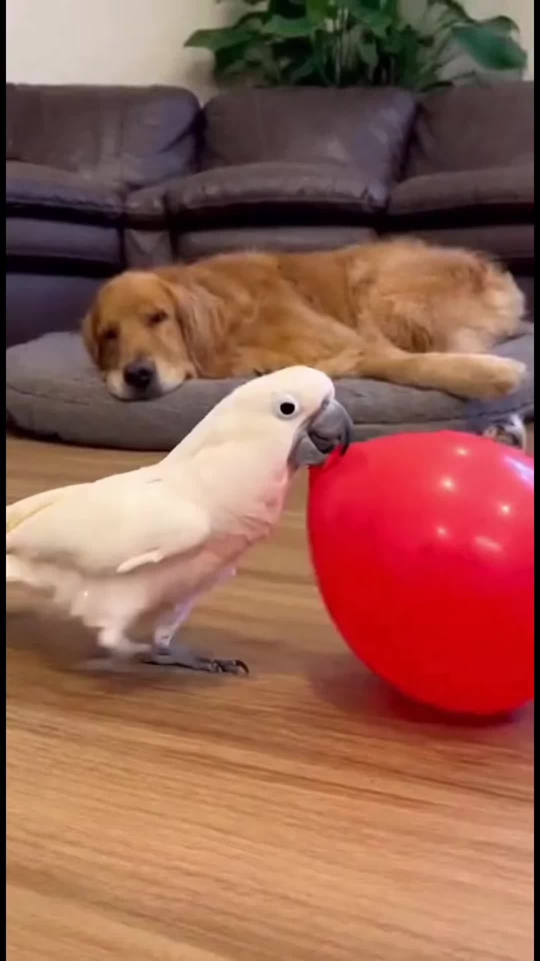 @WR funny animal videos