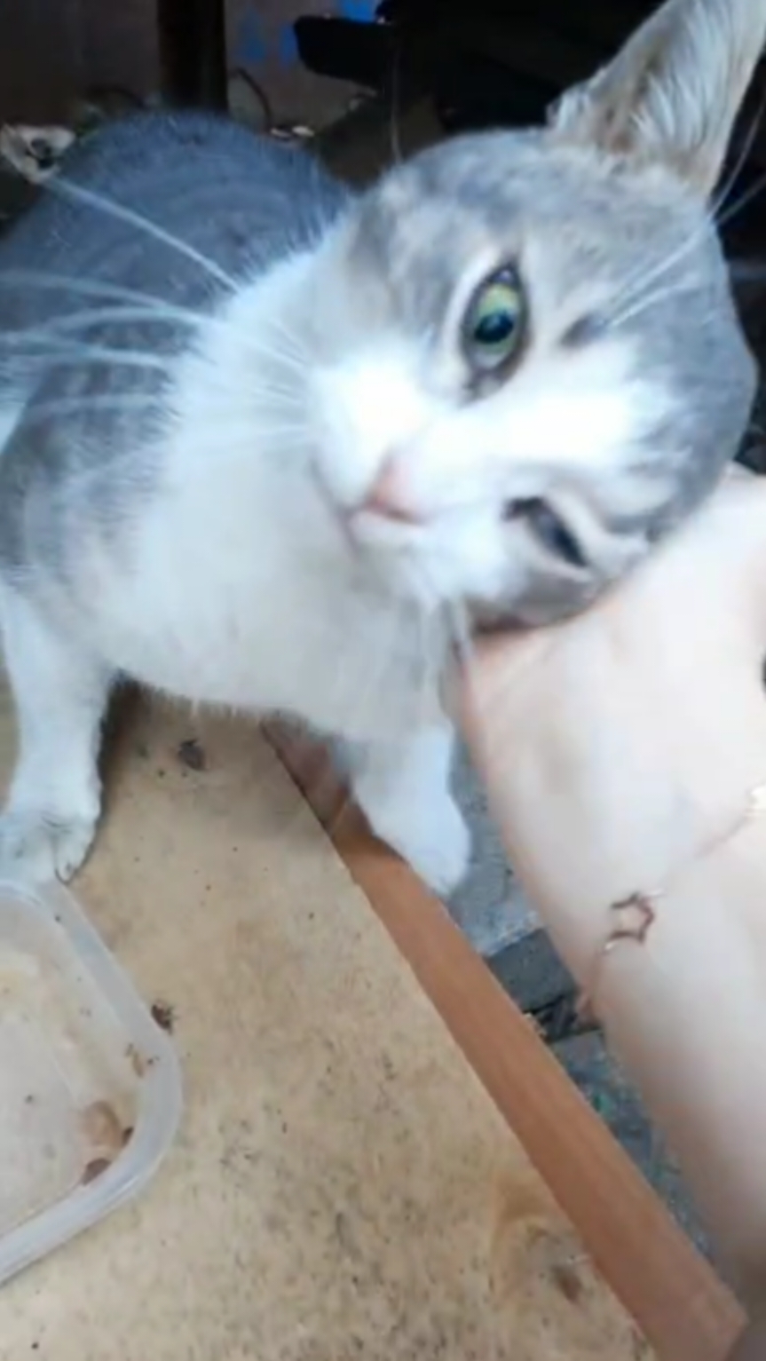 @Animals of Khimki