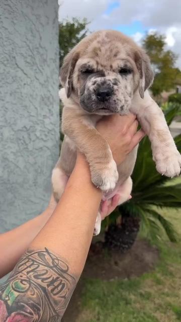 @North America Mastiff Founder