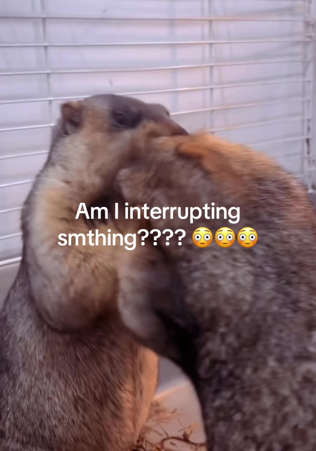 @Mr. Marmot