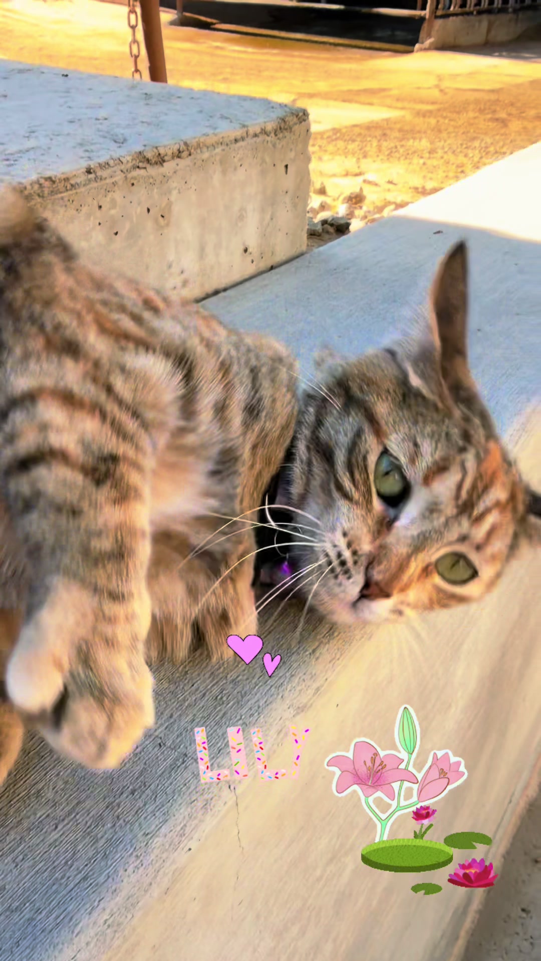 @Amri Gatitos