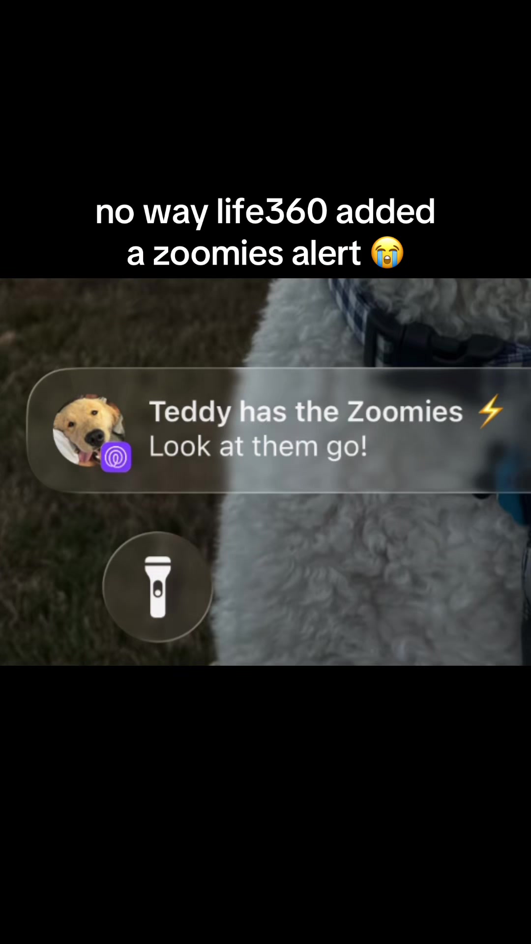 @Life360
