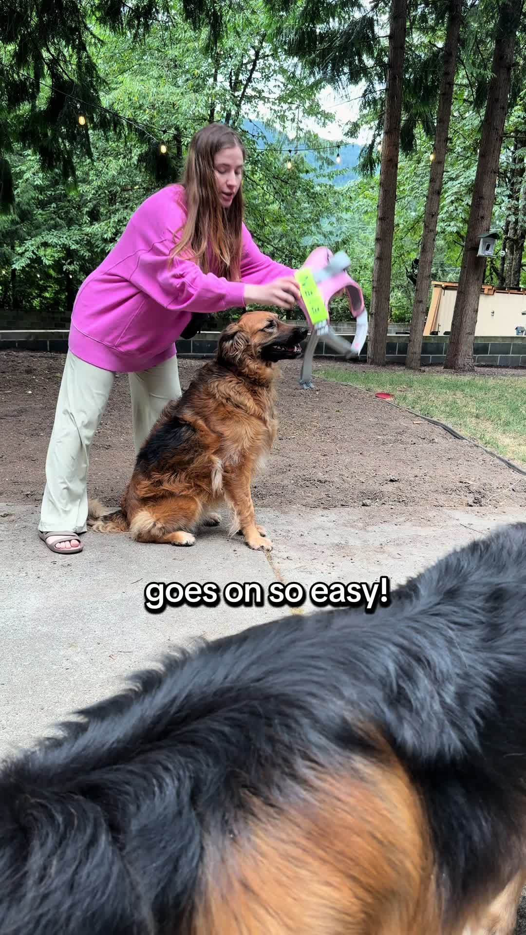 @lifewithgoldenshepherds