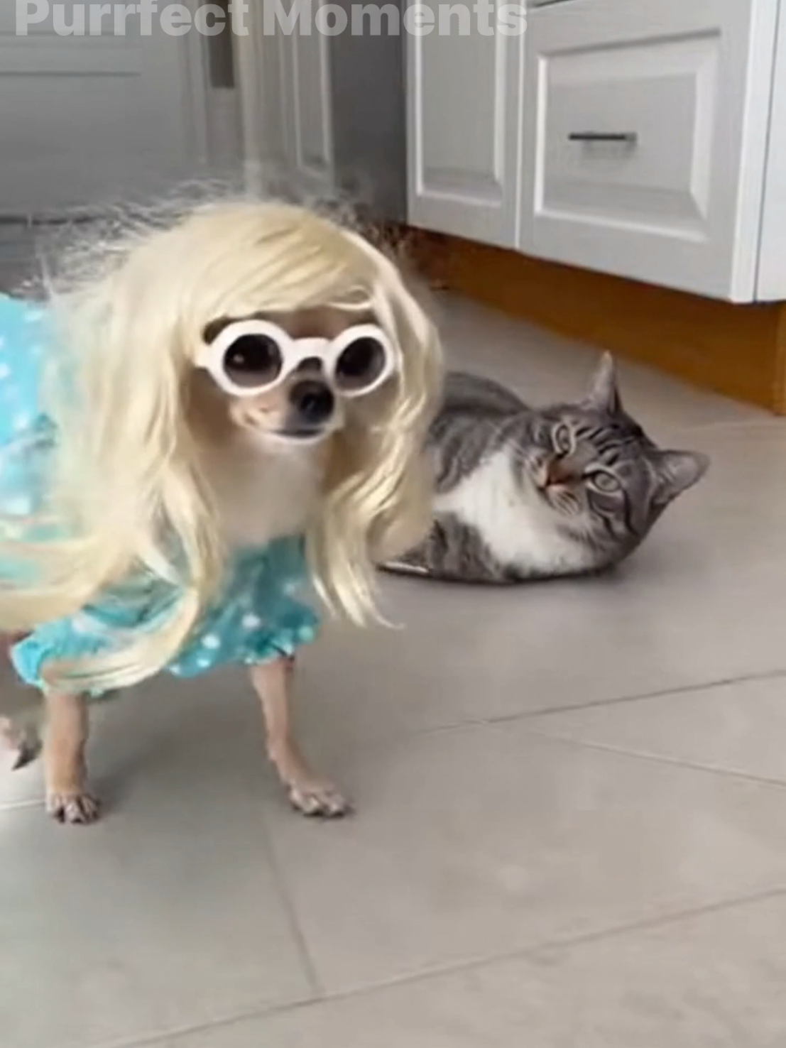 @Purrfect Moments