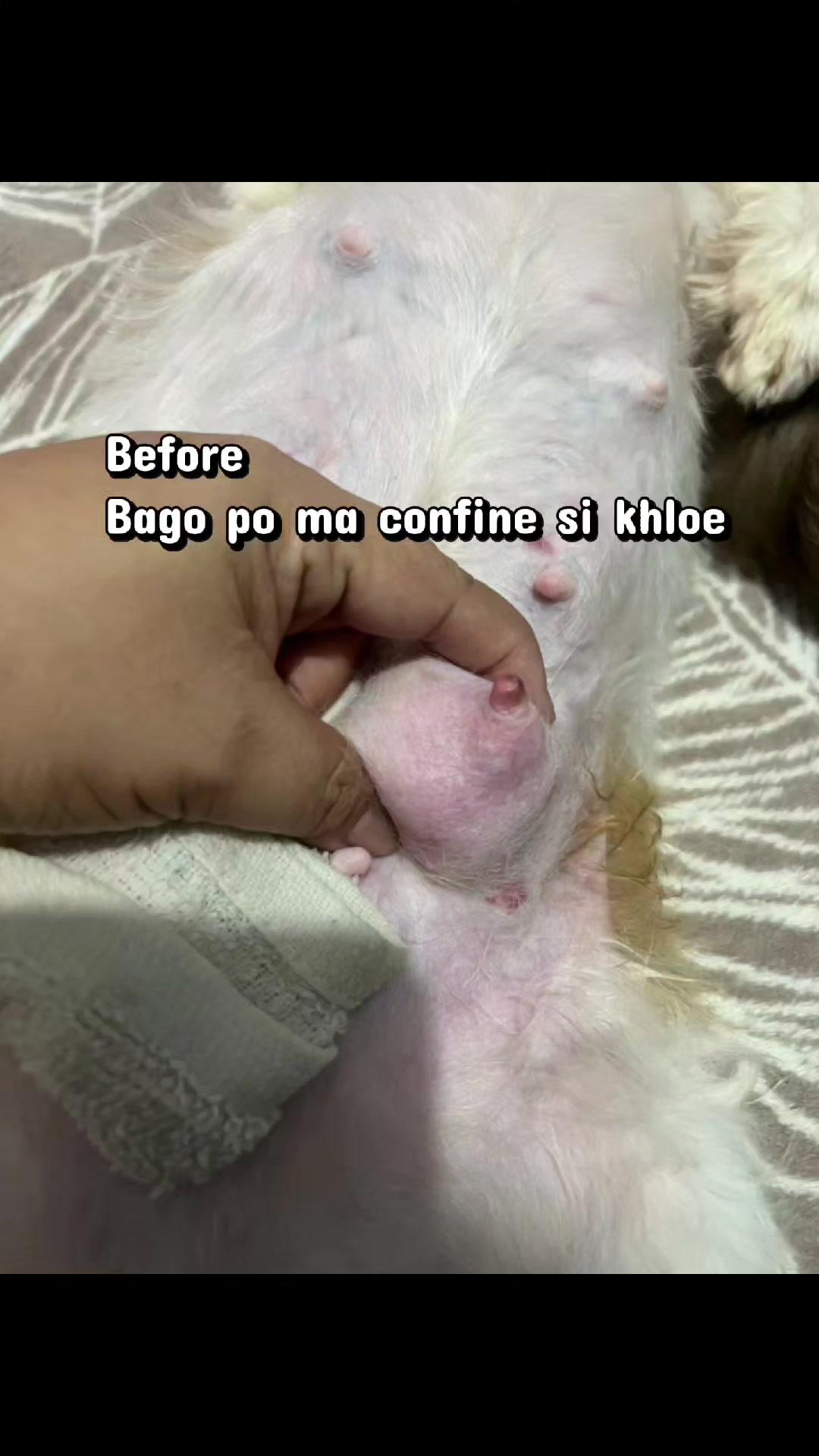 @PawmilyaSweettzu & Furbuddies