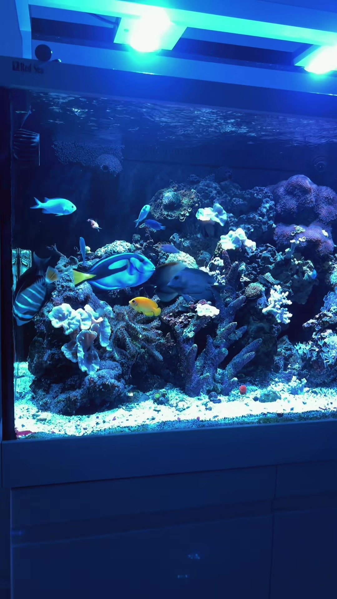 @reeflove