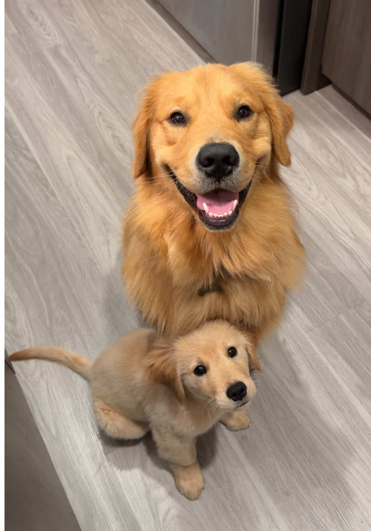 @Teddy & Tucker🐾