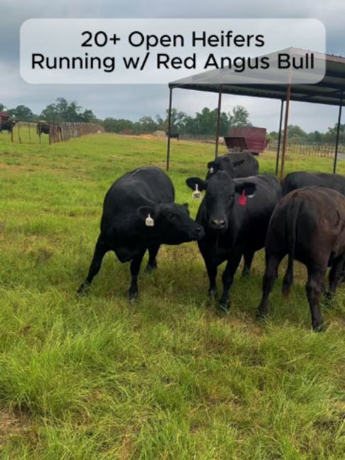 @Rutherford Land and Cattle