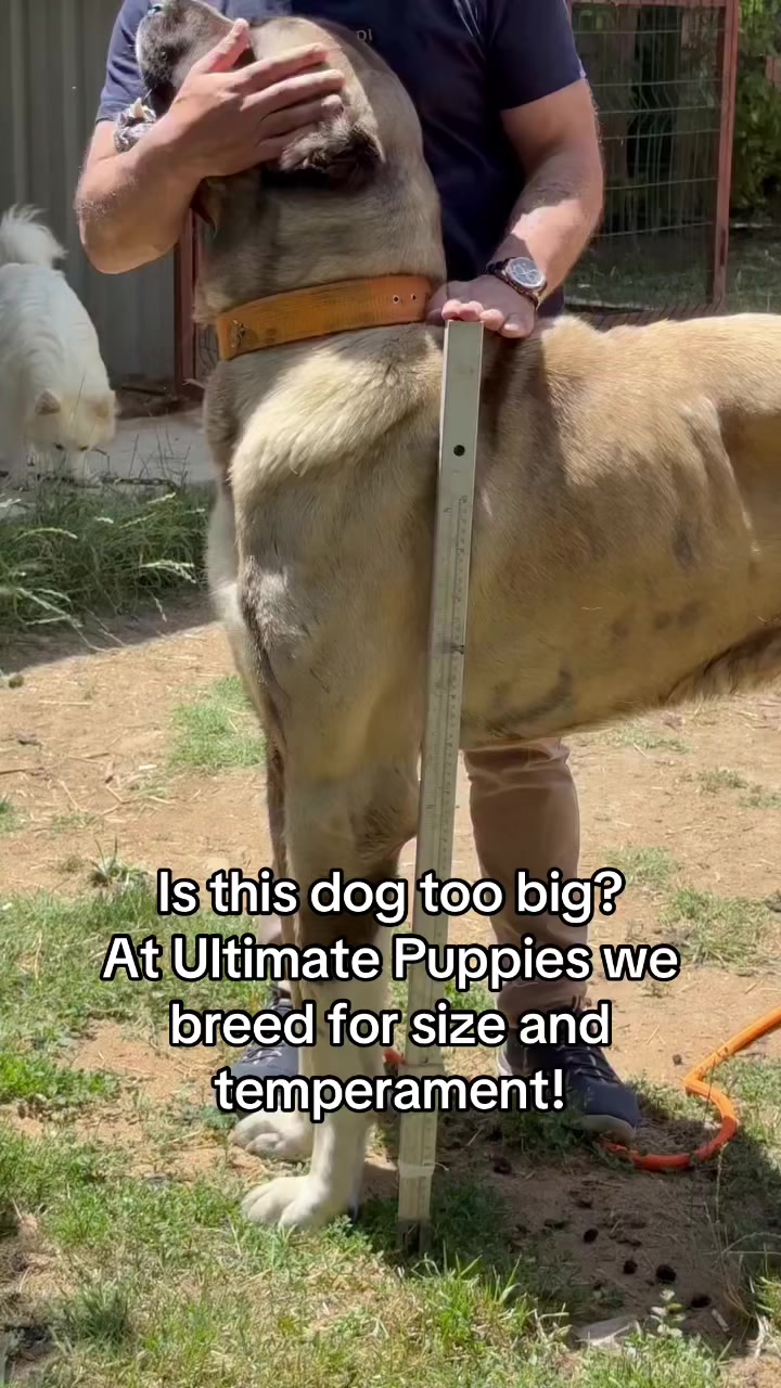 @Ultimate Puppies