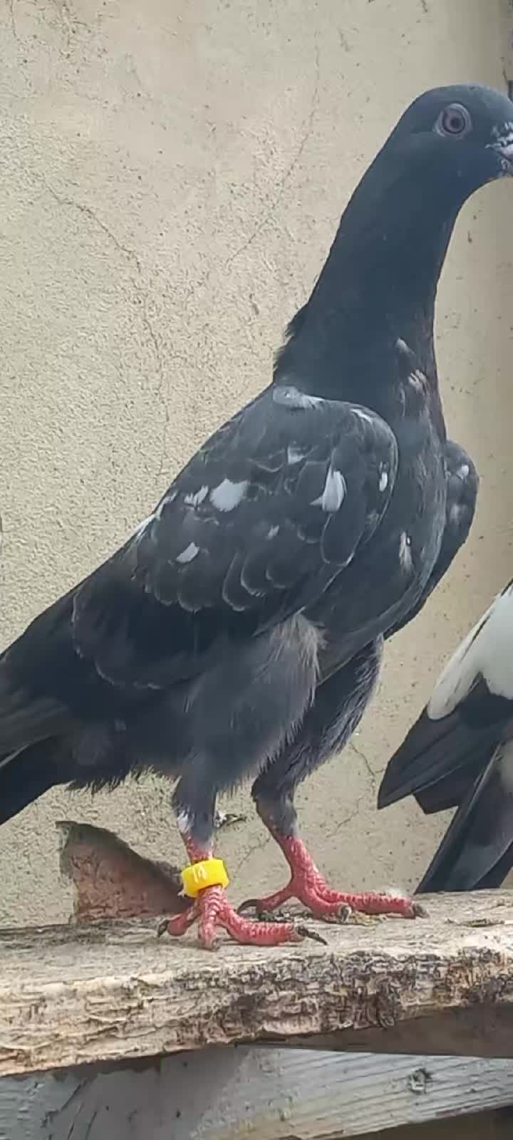 @Ranakasuripigeon
