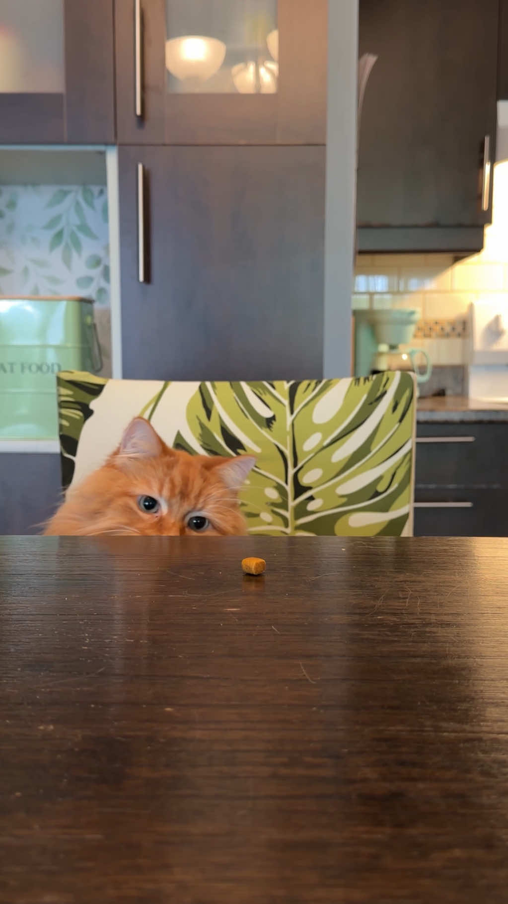@The Oreo Cat