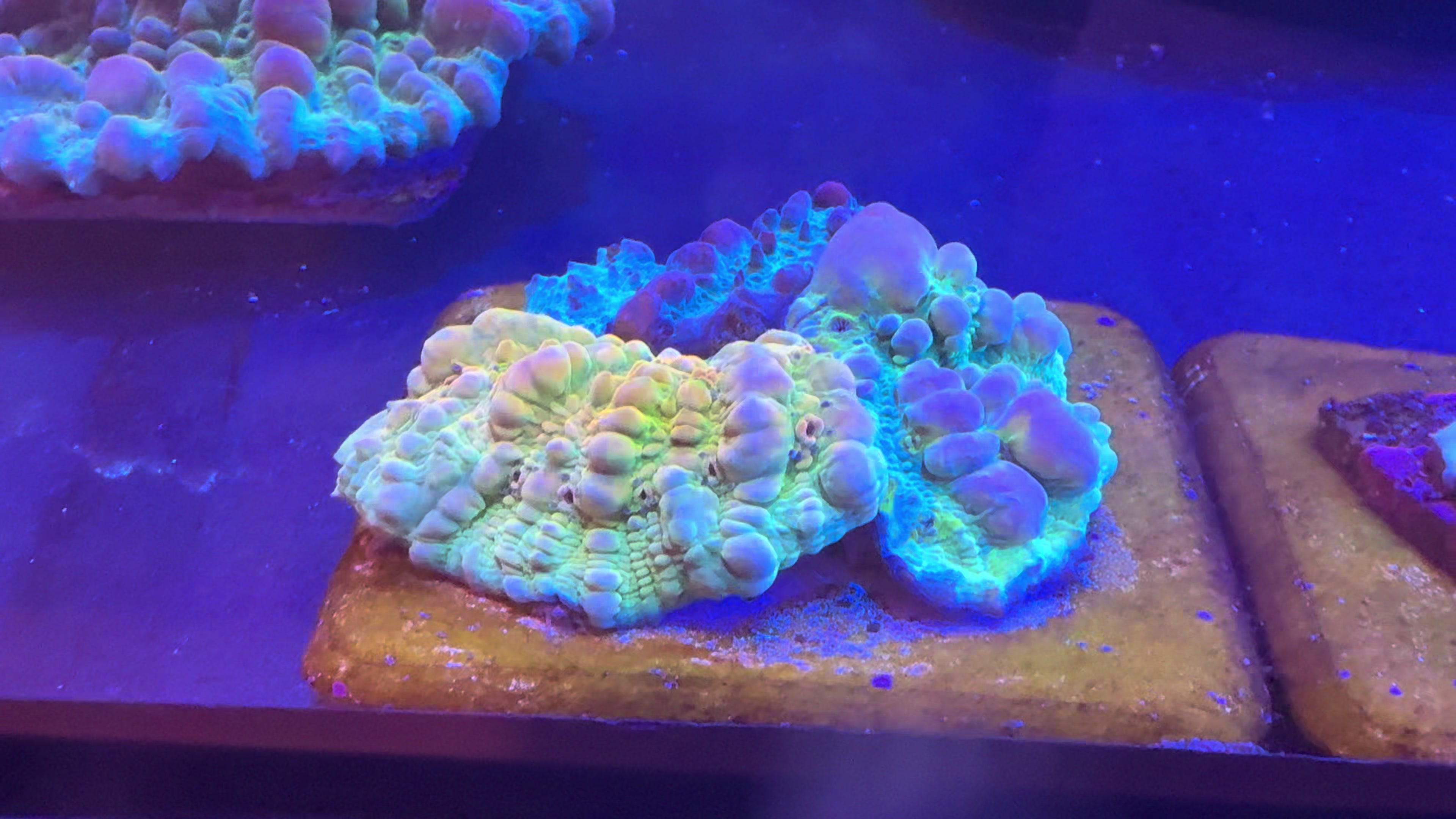 @Ts_reefs