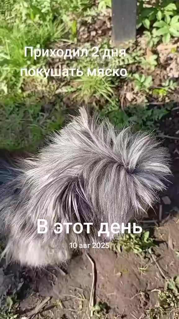 @👑Ivikivi🥝
