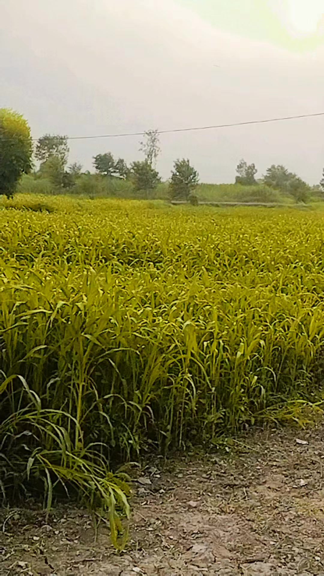 @اکرم کمیانہ چک 65 آلہ