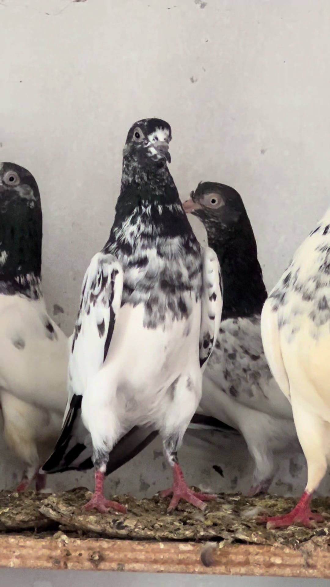 @The Best Pigeons
