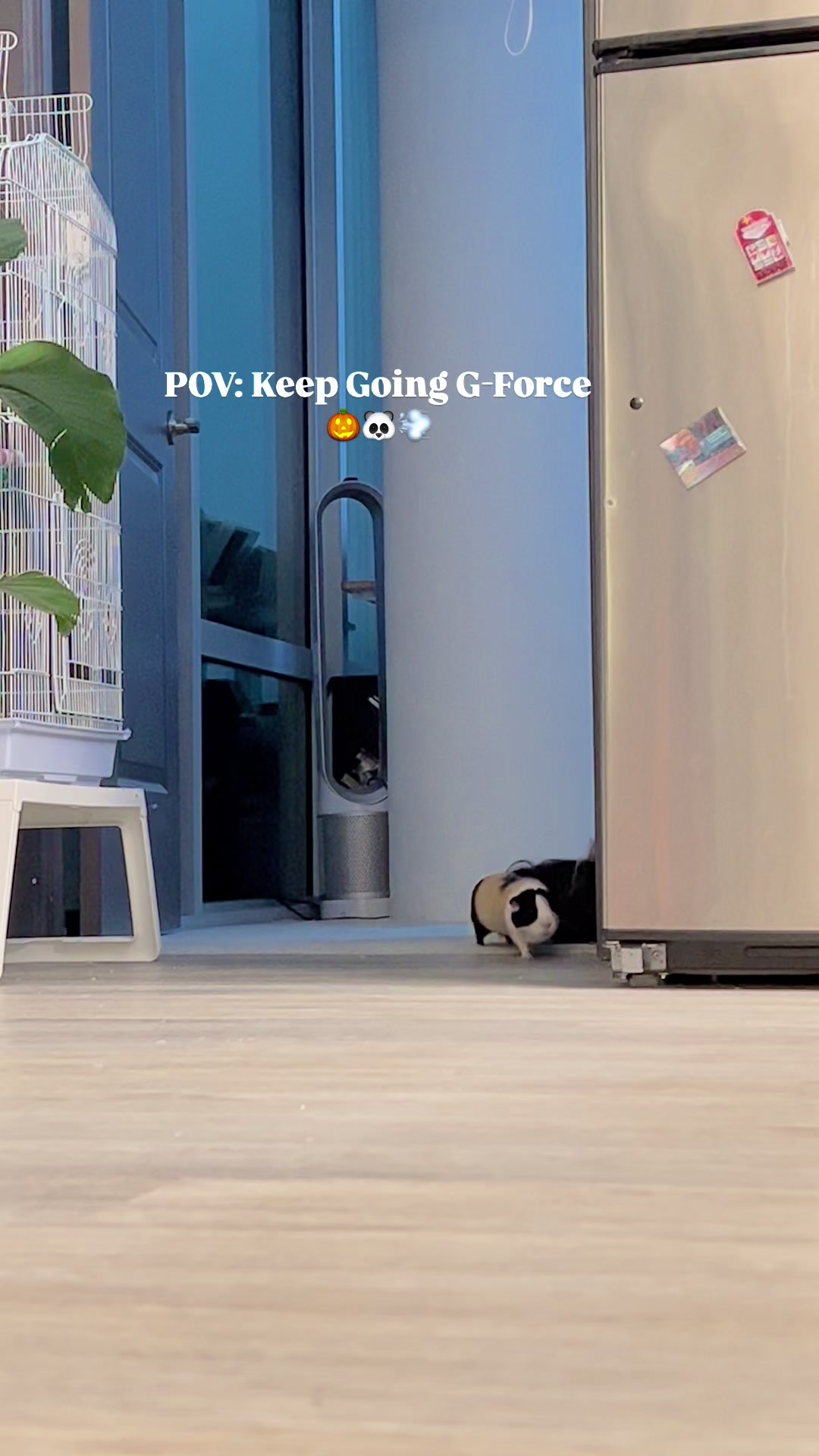 @pumpkin_panda_home