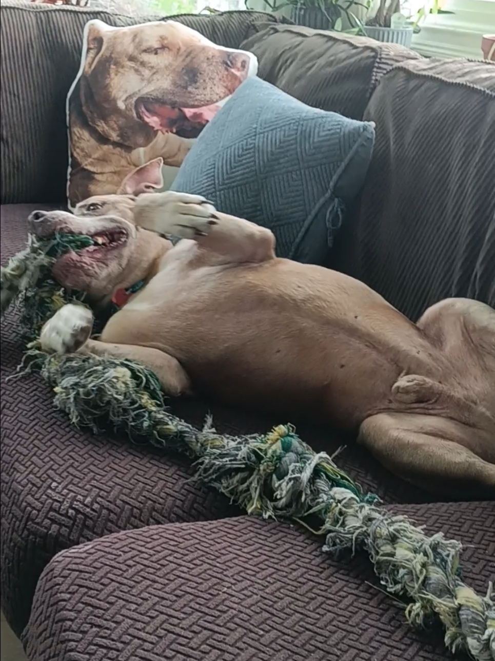 @dogdad.of.luka