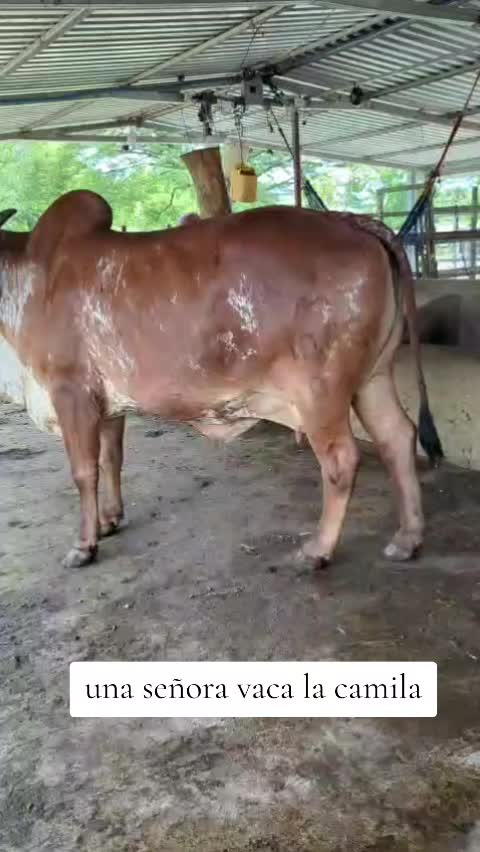 @Rancho El guanaco