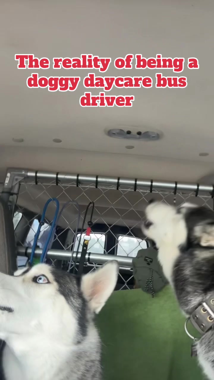 @Derpydogbus