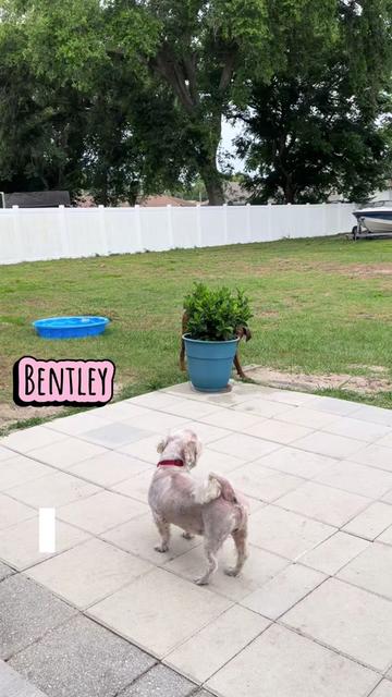 @Cheryl dog mom